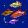 Символ игрового автомата Dolphin's Pearl Deluxe Рыбы
