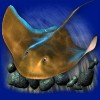 Символ игрового автомата Dolphin's Pearl Deluxe Скат